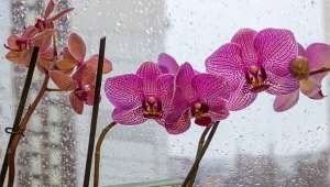 Jak pielęgnować storczyka w grudniu? Wymocz jego korzenie, a odżyje i wypuści pąki