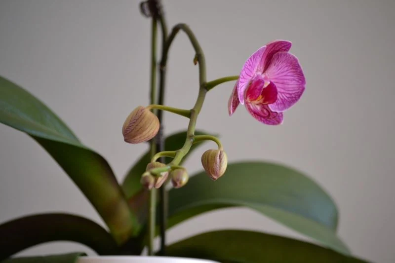 Zimą często się zdarza, że storczyk gubi pąki