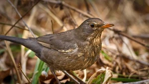 Kos, ciekawy gość w ogrodzie, chętnie będzie wracał do twojego karmnika, jeśli odpowiednio go powitasz. Czym dokarmiać kosy?