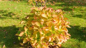 Jak sprawdzić, czy hortensja będzie kwitła w przyszłym roku?