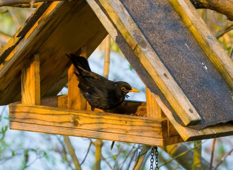 Kosy (samce) mają charakterystyczną obwódkę wokół oka, po niej łatwo je rozpoznać