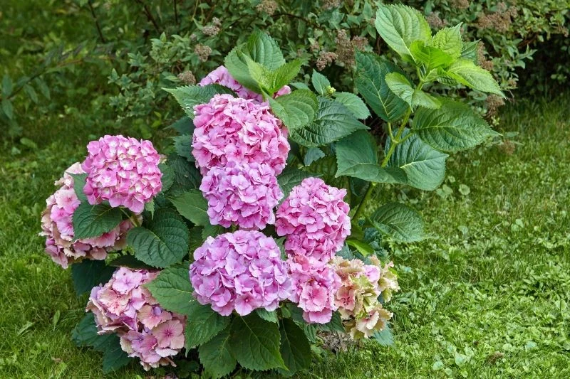 Jak zabezpieczyć hortensje ogrodowe na zimę