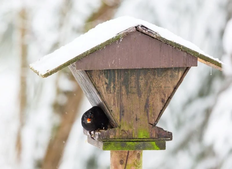 Kosy zwykle żerują w pojedynkę lub w parach, szpaki częściej spotyka się gromadnie
