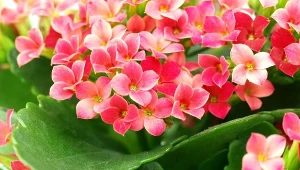 Kalanchoe poradzi sobie z najtrudniejszymi warunkami i będzie pieknie kwitło.