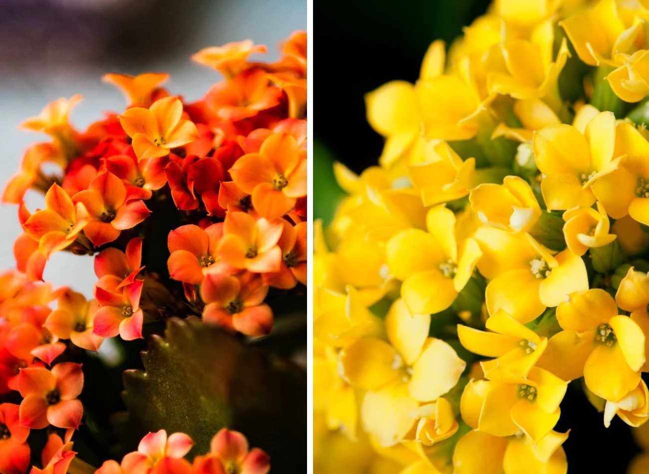 Paleta barw kalanchoe jest różnorodna.Fot. Samuel Stone/Ocean fishing