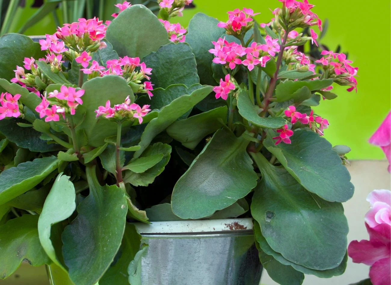 Kalnachoe nie wymagają częstego podlewania.