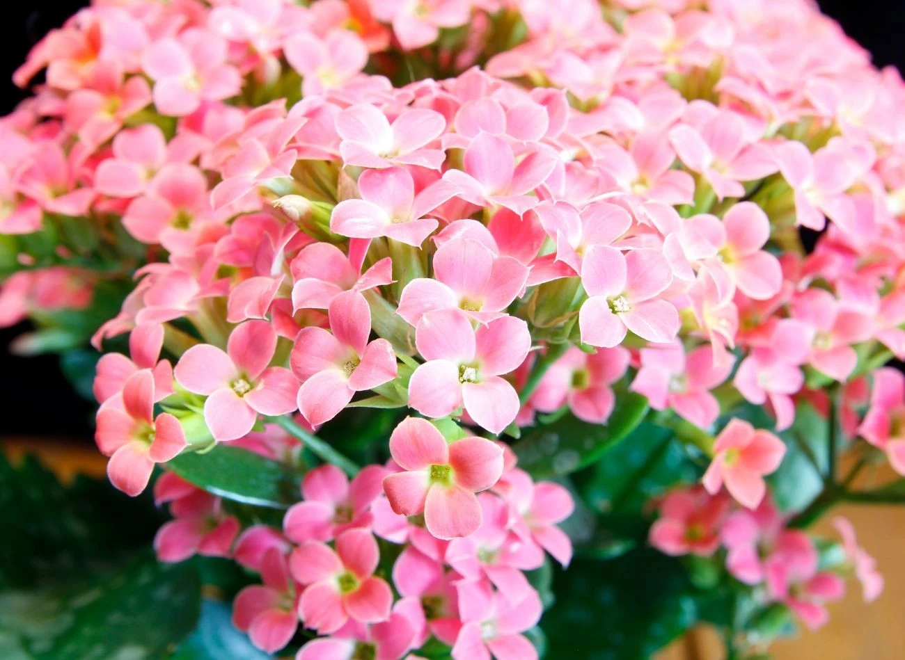 Żeby kalanchoe ponownie zakwitło, trzeba usunąć przekwitnięte kwiatostany i uschnięte liście.