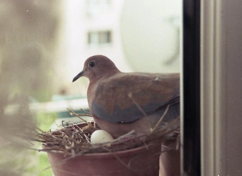 Jeśli drażnią cię gołębie gniazda na balkonie, wypróbuj oprysk z octu, gdy tylko ptaki zaczną zlatywać i przysiadać w wybranym przez siebie miejscu
