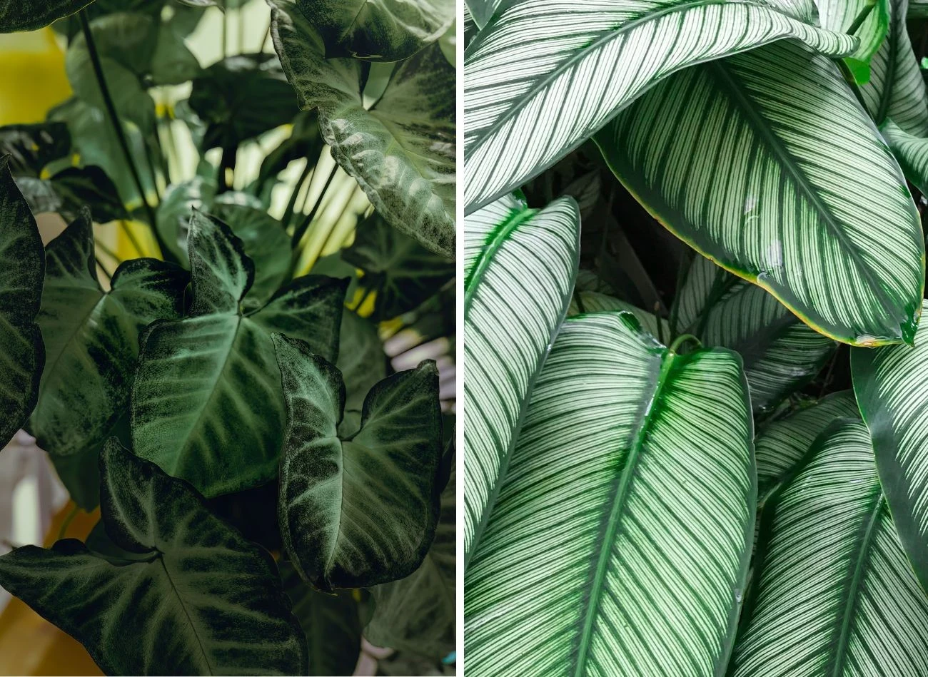 Difanbachia ma ciekawych kilka odmian, które różnią się kształtem i wybarwieniem liści. Fot. wirestock/worawuth