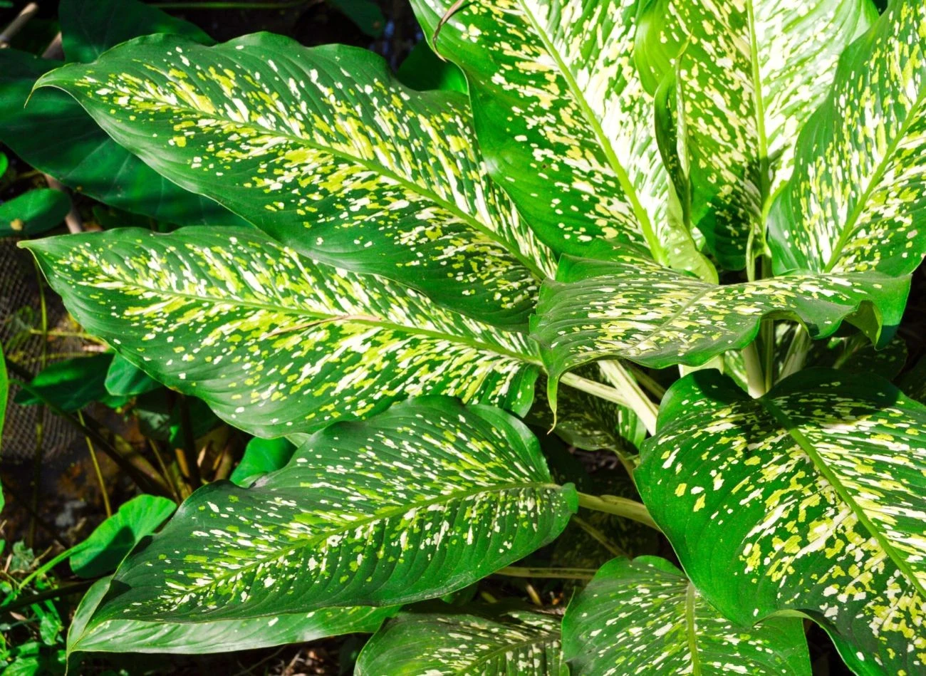 Difenbachię należy regularnie podlewać, ale nie wolno przesadzić. Często z nadmiaru wody traci liście. Fot. mansum007/ 123RF,com