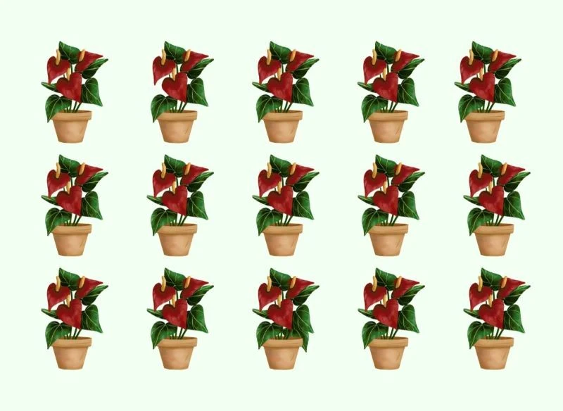 Wskaż 2 różnice między roślinami na obrazkach