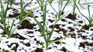 Wyjaśniamy, czym ściółkować czosnek i cebulę, aby mieć większe i zdrowsze plony.