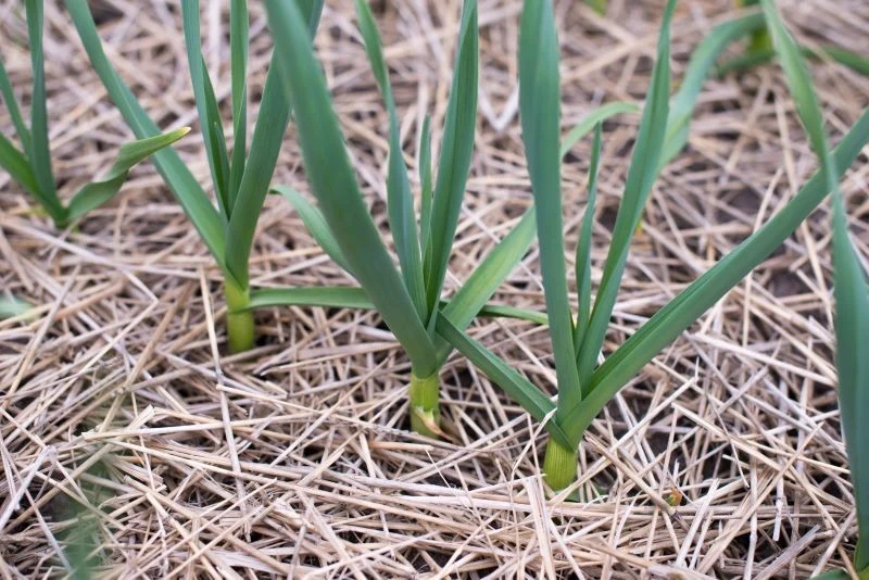 Posadzony jesienią czosnek warto wyściółkować przed zimą