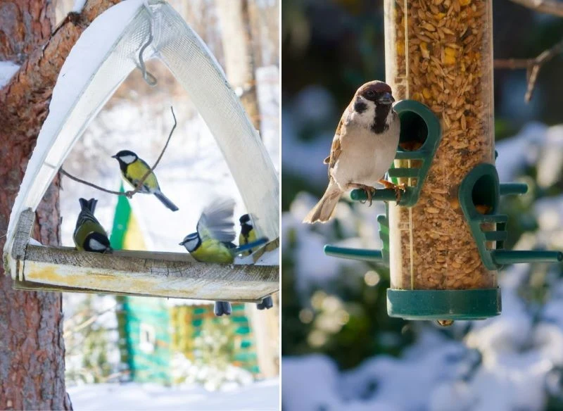 Chcesz mieć tłum w karmniku