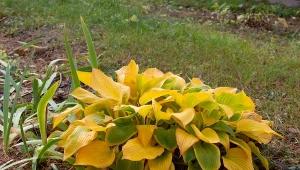 Jak przygotować hosty do zimy? Najważniejsze zabiegi na początku grudnia