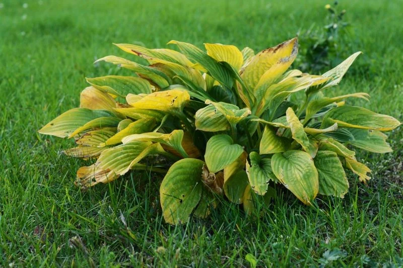 Hosty przycinamy dopiero wtedy, gdy mają całkowicie żółte liście