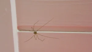 Pająki unikają miejsc, gdzie jest często sprzątane, ale sporo ich można spotkać w łazience.
