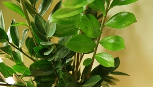 Podpowiadamy, jak pielęgnować zamiokulkasa zimą.