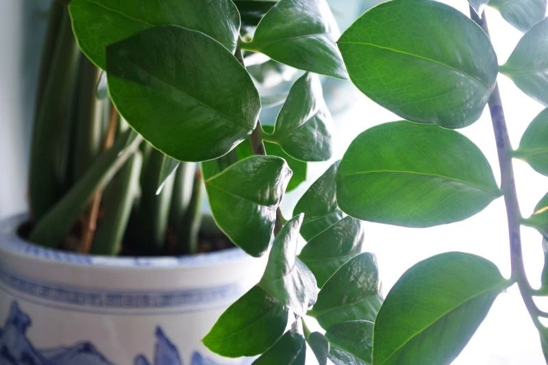 Białkowa odżywka pobudzi zamiokulkasa do wypuszczania nowych pędów i liści