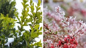 Jeżeli chcesz, by ogród tętnił życiem o każdej porze, posadź w nim rośliny odporne na mróz. Wyglądają niezwykle pod śniegiem i szronem. Fot.  Vincent-N/bo1982/CanvaPro