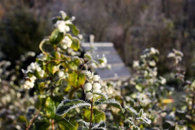 Zimą wiele roślin potrafi pięknie wyglądać i nie wymaga ochrony
