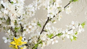 Gałązki św. Barbary. Zetnij teraz w ogrodzie, a zakwitną na Boże Narodzenie