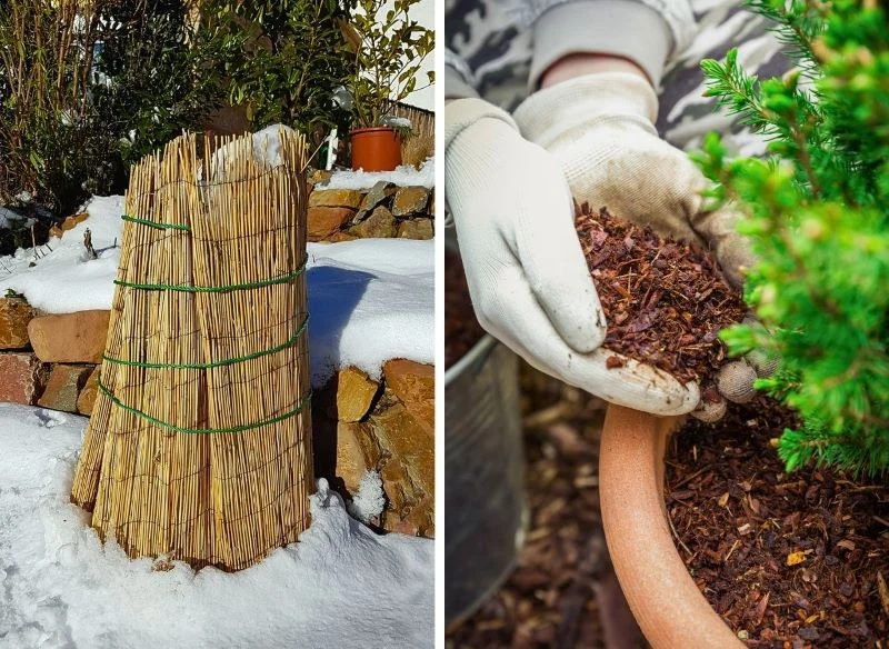 Ściółkowanie i osłony słomiane pozwolą wielu gatunkom przetrwać zimę