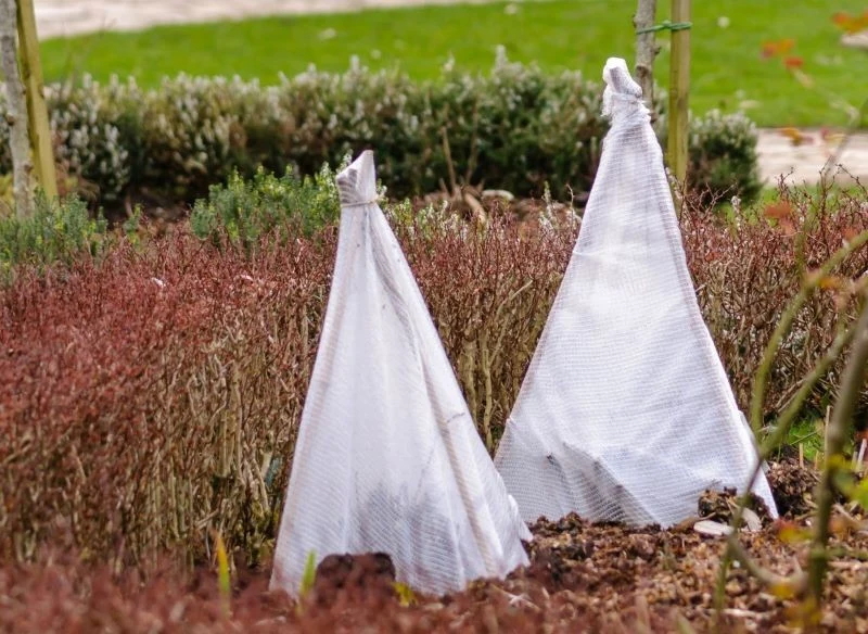 Odpowiednio nałożone kaptury ochronne zapewnią dopływ światła, powietrza, utrzymają ciepło i ochronią rośliny, gdy nadejdą mrozy