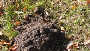 Poznaj sposób na kreta i pędraki.