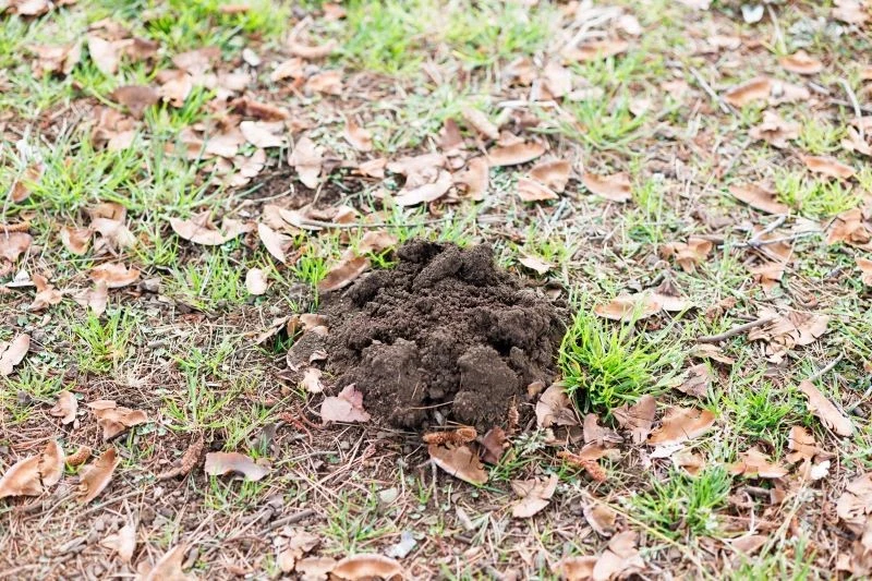 Kret nie zapada w sen zimowy