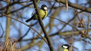 Dlaczego ptaki nie chcą przylatywać do karmnika? W jaki sposób je przyciągnąć?