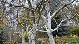 Jakie drzewa trzeba bielić na zimę? Czy to konieczny zabieg?