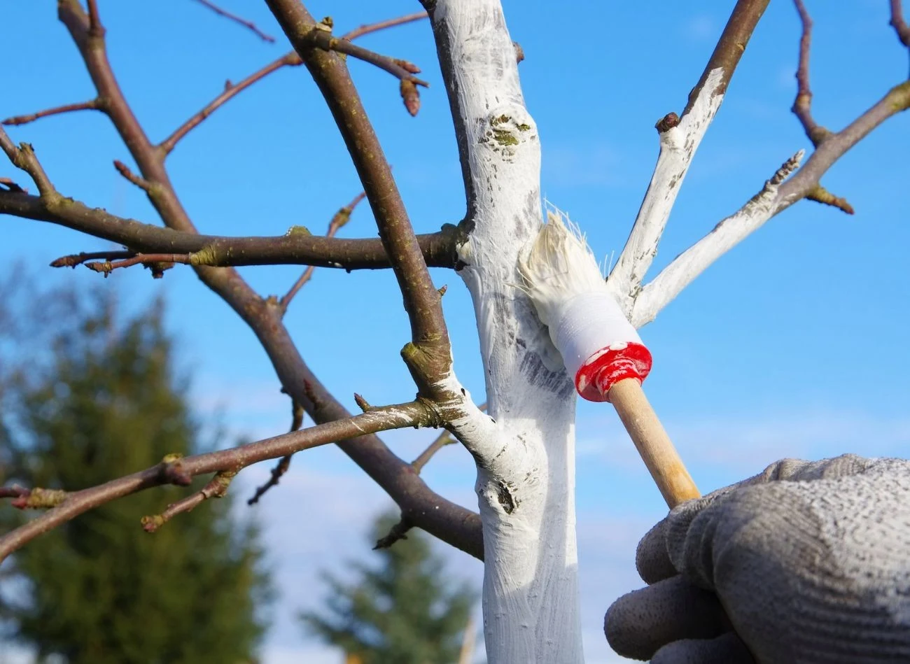 Bielenie drzew zapobiega niebezpiecznym pęknięciom kory