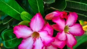 Poznaj wyjątkowe kwiaty na święta – zamiast kaktusa bożonarodzeniowego możesz postawić na stół jeden z tych oryginalnie zakwitających okazów.