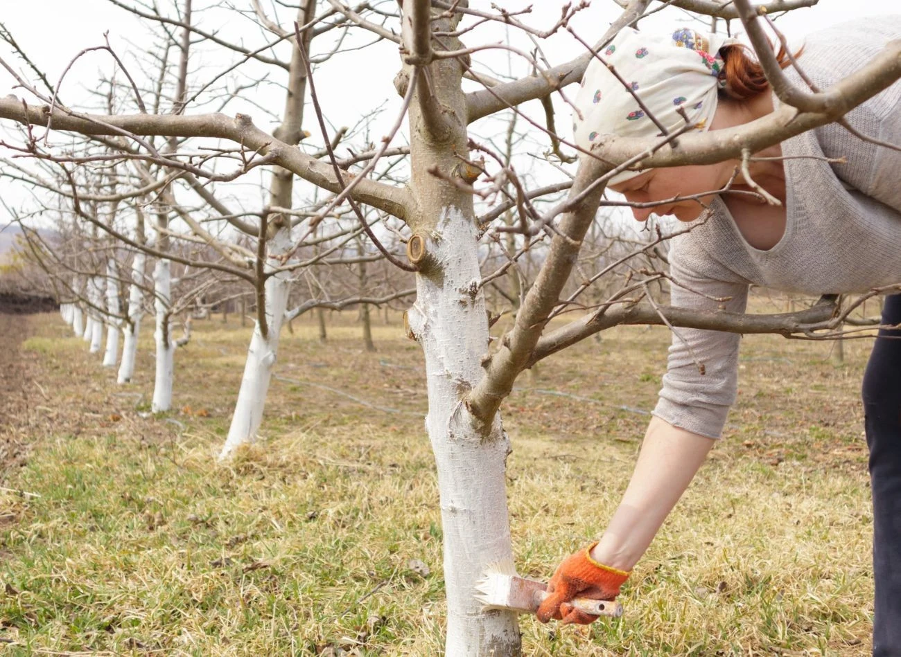 Jeśli chcesz samodzielnie bielić drzewa a ogrodzie, potrzebujesz wapna palonego.