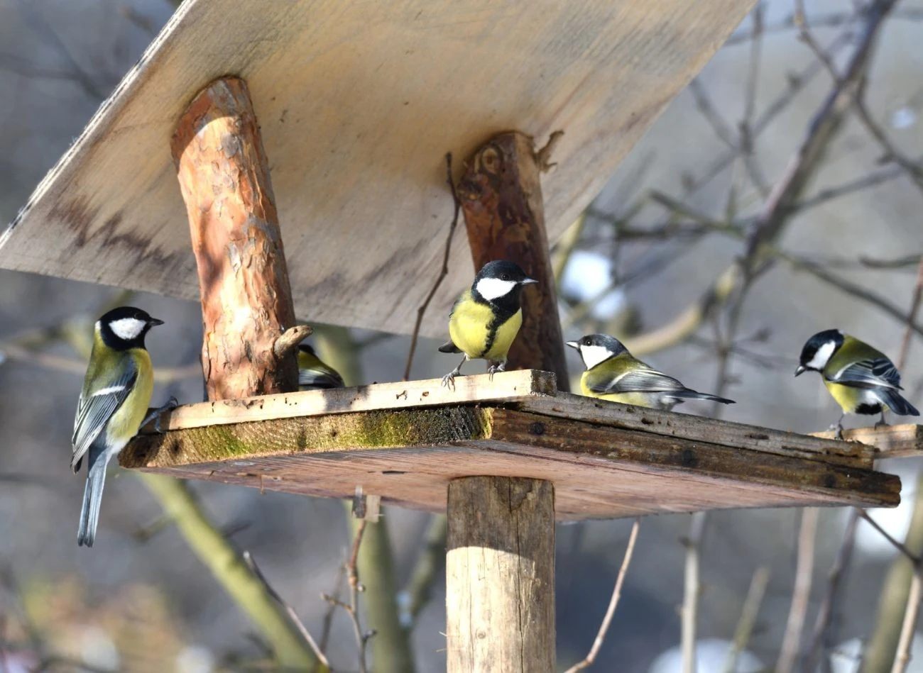 Karmnik powinien być naturalnym kolorze. Do powieszonego na otwartej przestrzeni ptaki nie przylecą.