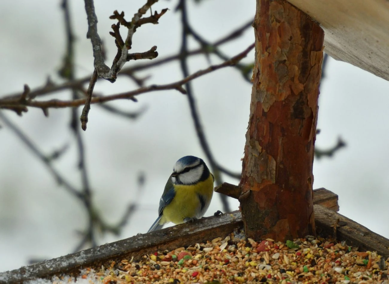 Co powinno znaleźć się w karmniku, żeby ptaki do niego przylatywały?