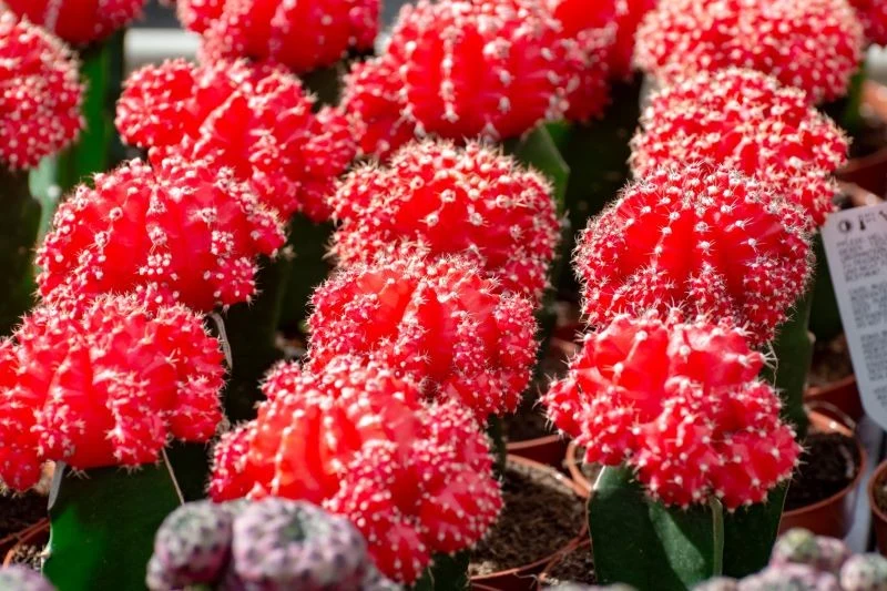 Rubinowe kaktusy możesz rozstawić w różnych częściach domu