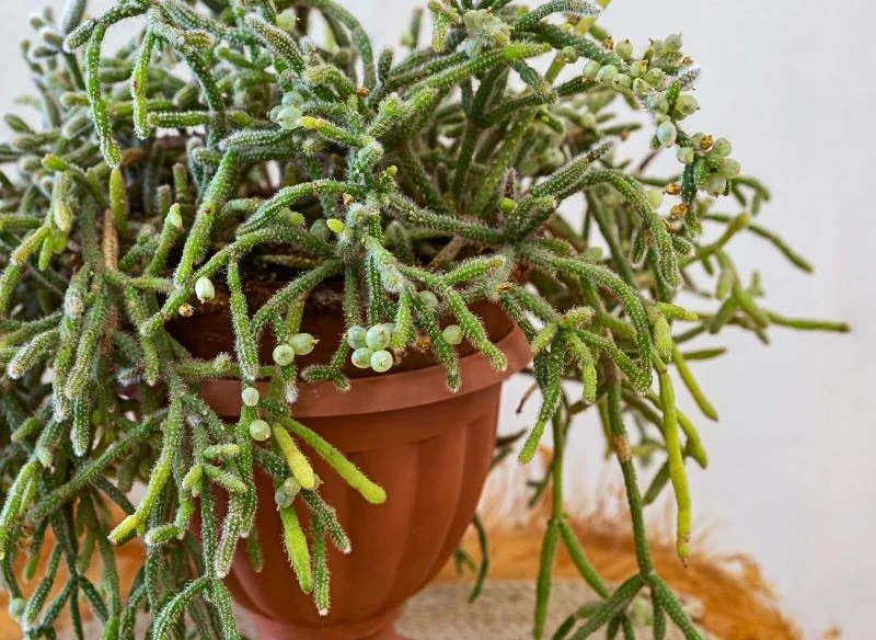 Delikatne, mięsiste owoce kaktusa tego gatunku przypominają te zawieszone na jemiole