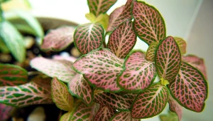 Fitonia to jedna z najpiękniejszych roślin doniczkowych do cienia.