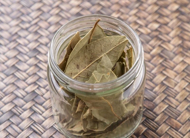 Liście laurowe działają odstraszająco na rybiki