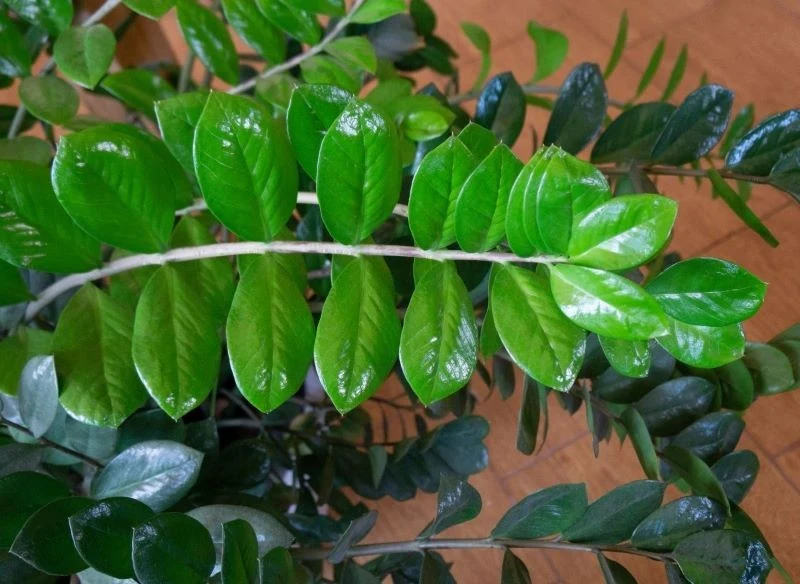 Zamiokulkas dobrze rośnie nawet w ciemnym kącie