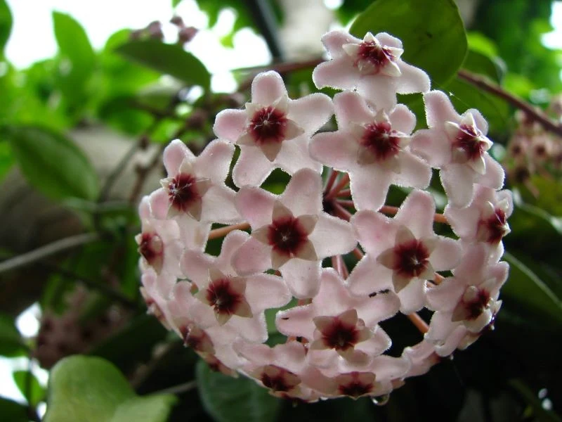 Hoya efektownymi kwiatami rozświetli ciemne kąty w domu