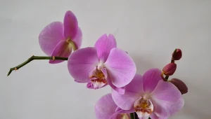 Podpowiadamy, jak pielęgnować storczyki zimą.