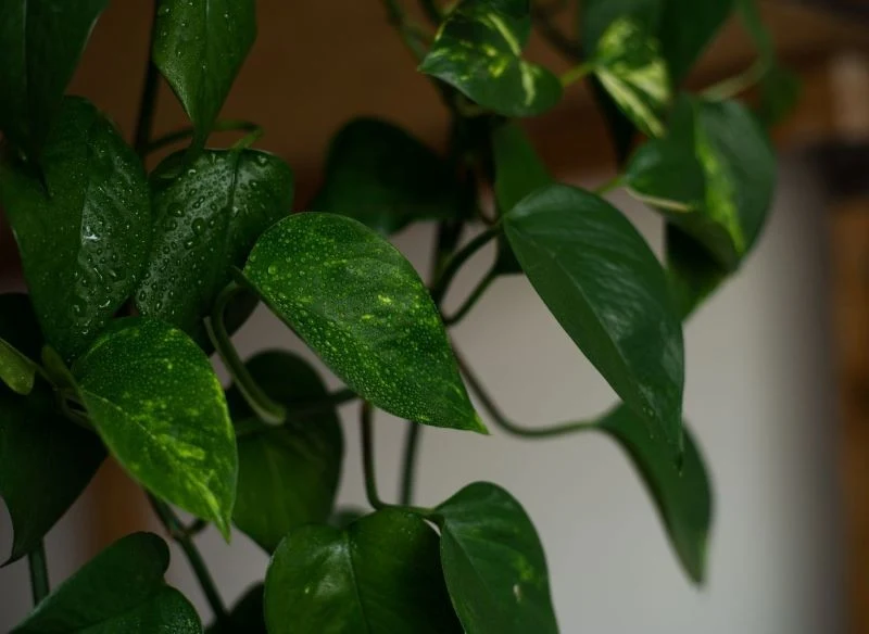 Epipremnum złociste pięknie wygląda w cieniu i półcieniu