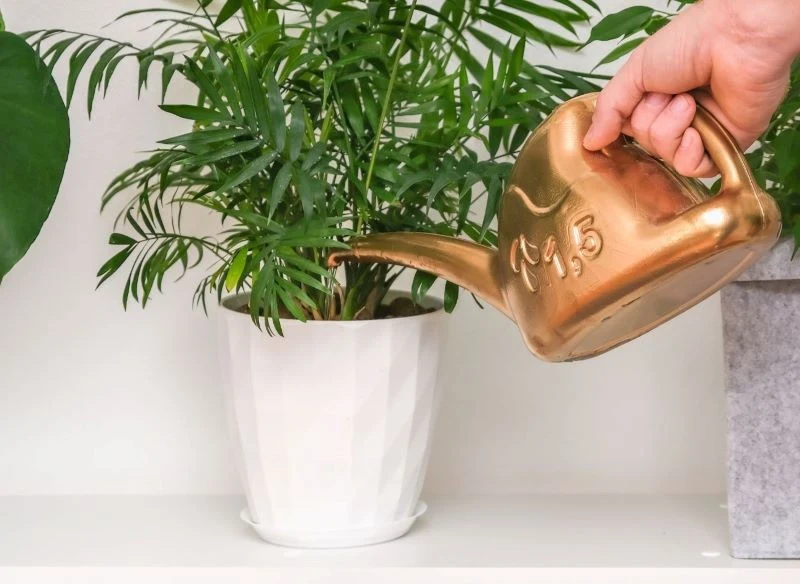 Chamedora wytworna to cieniolubna palma