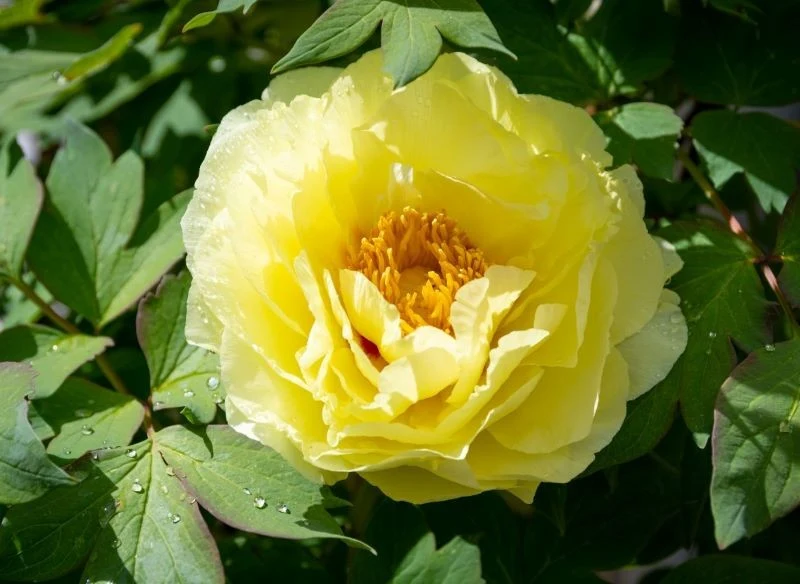 Piwonia Itoh 'Bartzella' jest jedną z najpopularniejszych odmian tych krzewów