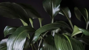 Aspidistra wygląda bardzo elegancko i doskonale sprawdza w nowoczesnych wnętrzach.