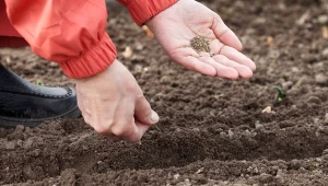Grudzień w ogrodzie. Co jeszcze można posadzić, jak zadbać o rośliny ozdobne i trawnik?