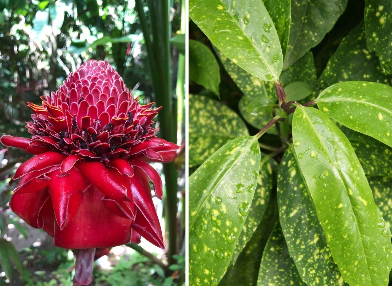 W naturalnych warunkach aspidistra zjawiskowo kwitnie i owocuje. Fot. Monet Barley/skymonn13